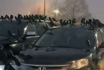 Bukvalno su okupirale parking: Najezda crnih ptica podsjeća na scenu iz horor filma (VIDEO)