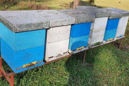 Nepredvidive ćudi prirode u Gradiški: Pčele pred Božić zuje i tragaju za medom (FOTO)