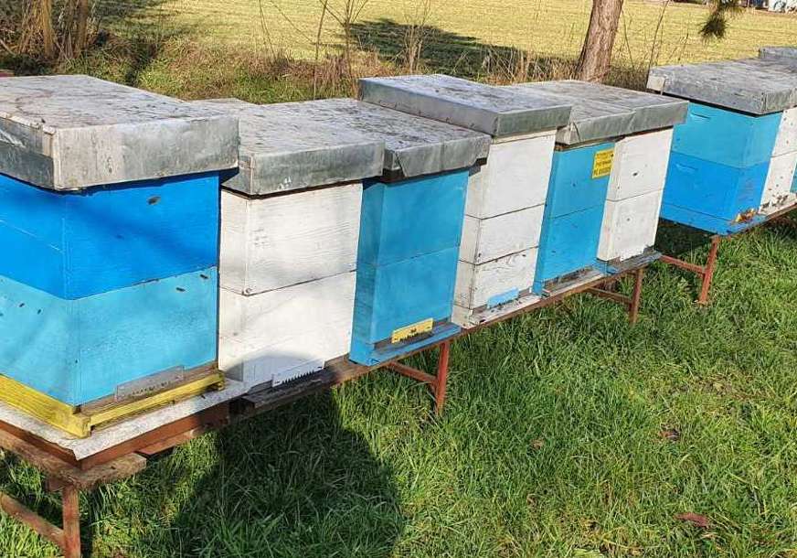 Da li nam prijeti izumiranje: Životni vijek pčela je upola manji