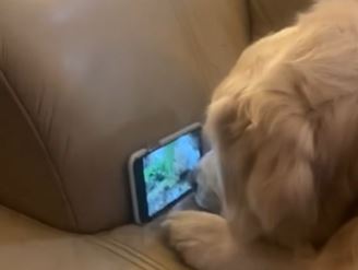 "On stvarno gleda" Zlatni retriver obožava posmatrati vjeverice, makar i na telefonu (VIDEO)