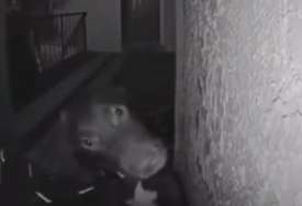 Njemu se nisu nadali: Pas izašao u noćnu šetnju, pa zvonio vlasnicima da mu otvore vrata (VIDEO)
