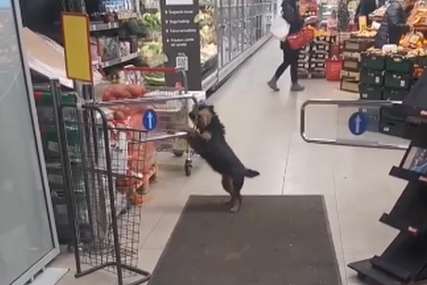 SIMPATIČNIJU "SVAĐU" SIGURNO NISTE VIDJELI Pas se naljutio i napravio pometnju u jednom marketu (VIDEO)
