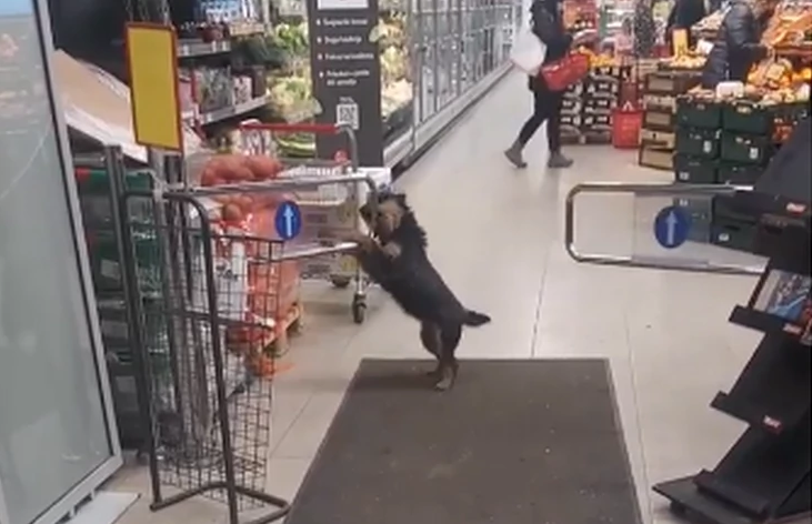 SIMPATIČNIJU "SVAĐU" SIGURNO NISTE VIDJELI Pas se naljutio i napravio pometnju u jednom marketu (VIDEO)