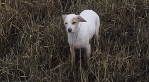 "Bila je to luda ideja" Psa od plime spasio dron, kobasica ga namamila na sigurno (VIDEO)
