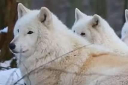 Nikada veći broj: Lovci ubili 20 vukova u parku