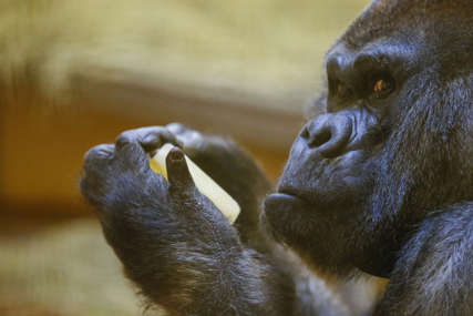 OZI IMAO 61 GODINU Uginuo najstariji mužjak gorile na svijetu