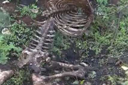 "Utrobe životinja vješa na stabla" Policija kod Pule traga za serijskim ubicom ovaca