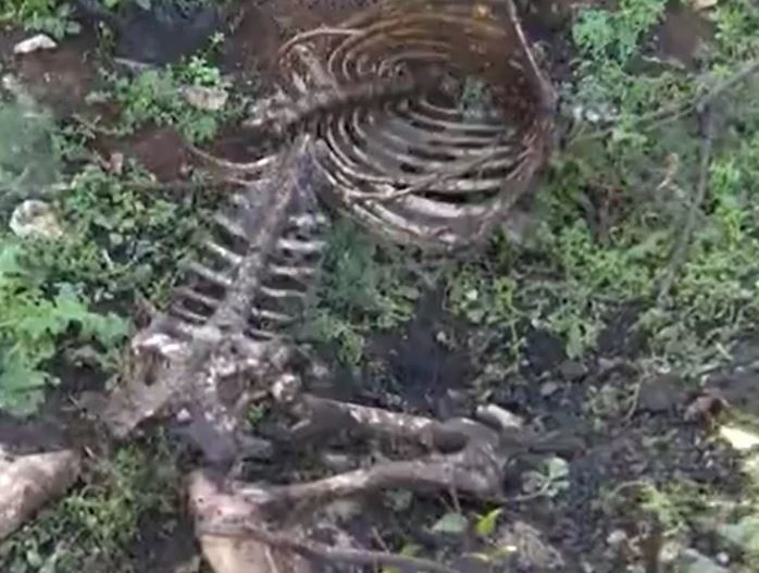 "Utrobe životinja vješa na stabla" Policija kod Pule traga za serijskim ubicom ovaca