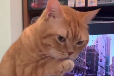 PREVARILA GA Dokaz da i mačke znaju biti vrlo lukave (VIDEO)