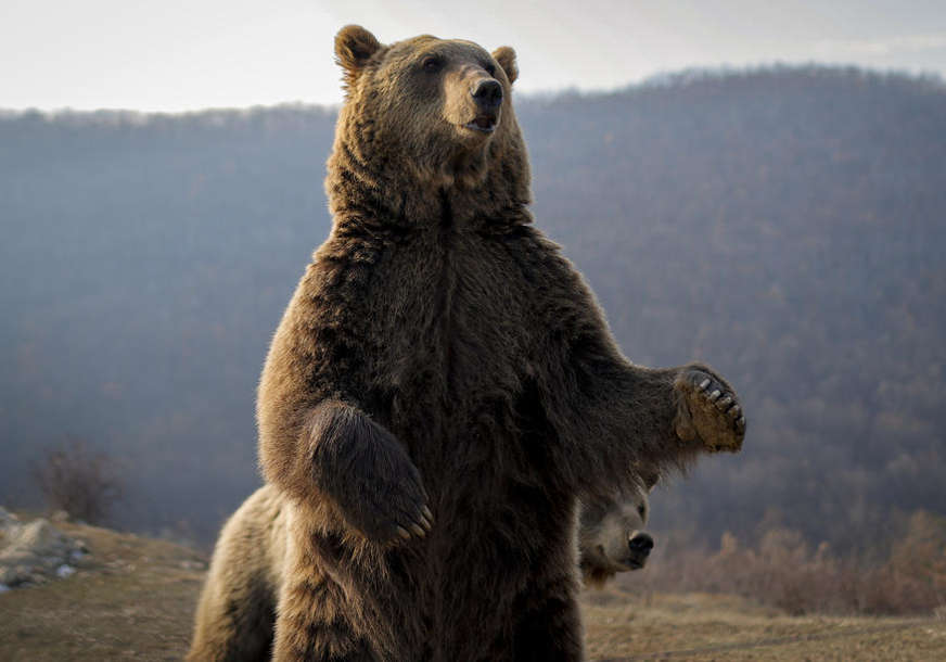 ZADOBIO VIŠE POVREDA Lovac naletio na ženku medvjeda sa dva mladunca