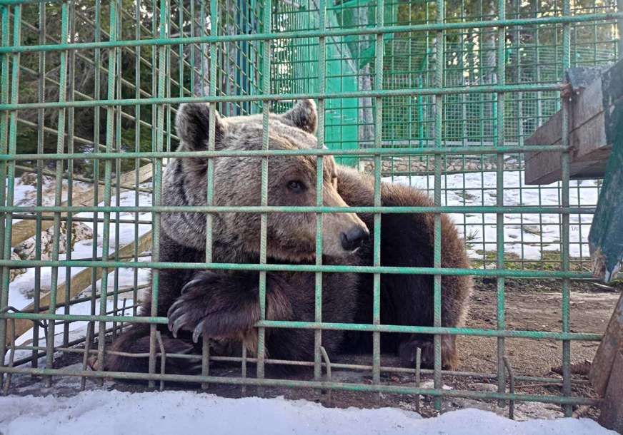 Ni nakon 19 godina nema mira: Medvjed spasen iz ukrajinskog cirkusa zbog rata zaglavio na putu za bolji život (FOTO)