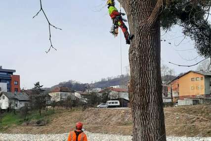 Njega starih stabala: Cilj produžiti životni vijek i očuvati vitalnost drveća (FOTO)