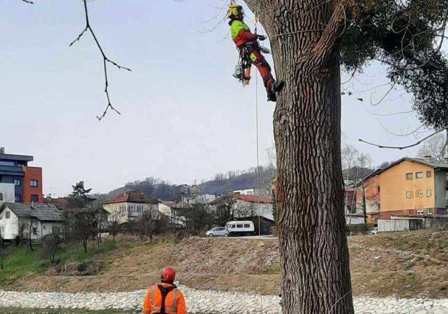 Njega starih stabala: Cilj produžiti životni vijek i očuvati vitalnost drveća (FOTO)