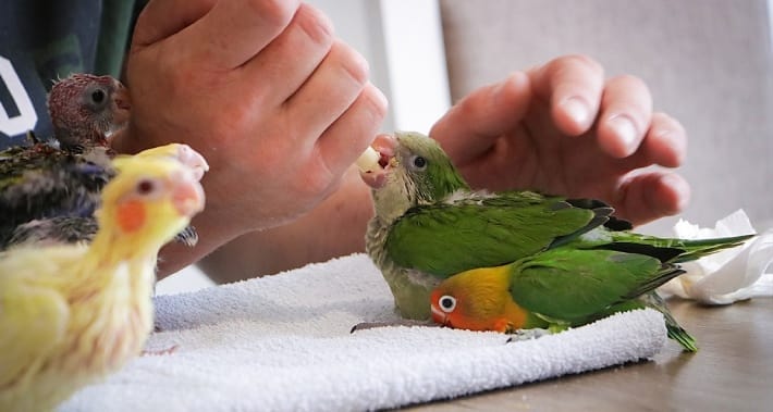 Ljubitelji životinja čekaju i po dva mjeseca na pitomog papagaja: Egzotične životinje osvajaju srca Banjalučana (FOTO)