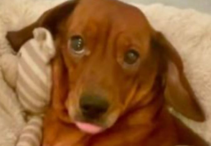 Vlasnik pokazao večernju rutinu svog psa: Snimak je mnoge raznježio (VIDEO)