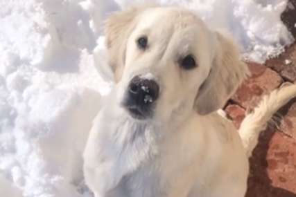 NASMIJAO MNOGE Pas vraća snijeg gdje mu je mjesto (VIDEO)