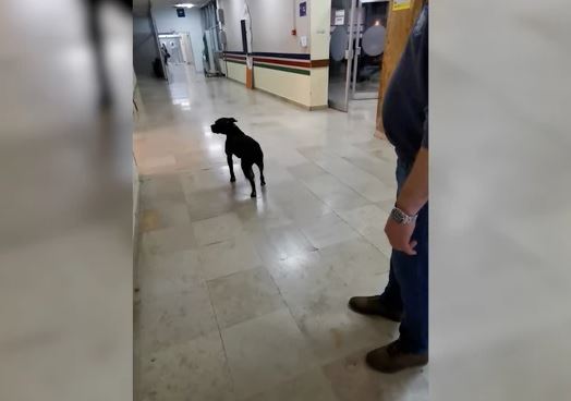 ZABRINUT I UPLAŠEN Pas došao u bolnicu da traži vlasnika (VIDEO)