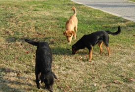 Želim da im dam što više ljubavi: Gorica se vratila iz Australije i udomila više od 100 pasa