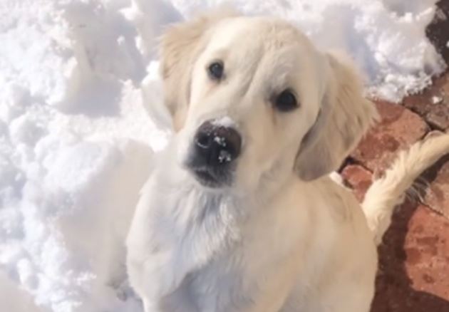 NASMIJAO MNOGE Pas vraća snijeg gdje mu je mjesto (VIDEO)