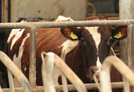 Isplaćene premije za mlijeko: Poljoprivrednicima više od 2 miliona KM