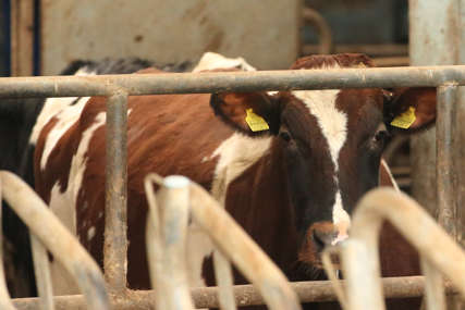 Isplaćene premije za mlijeko: Poljoprivrednicima više od 2 miliona KM