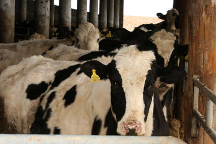 Veliki gubitak: Farmeru iz Prijedora struja ubila 7 muznih krava, porodica na ivici egzistencije