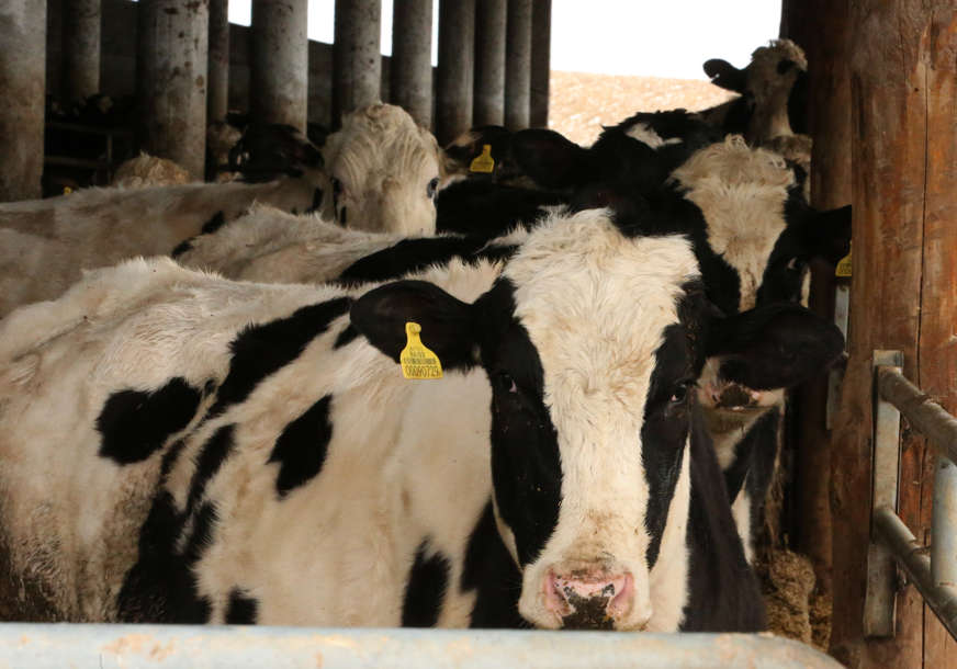 Veliki gubitak: Farmeru iz Prijedora struja ubila 7 muznih krava, porodica na ivici egzistencije