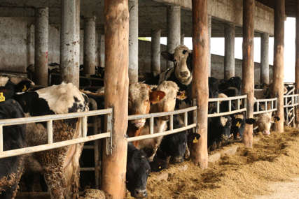“Nema sluha za ovaj problem” Farmeri traže veće otkupne cijene mlijeka