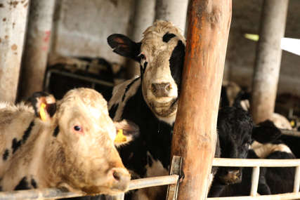 “Političari pričaju bajke” Kako spriječiti nestašicu i rast cijena mlijeka