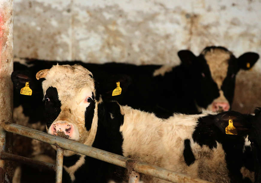 Grad će obezbjediti pomoć porodici: Od strujnog udara farmeru stradalo 7 krava