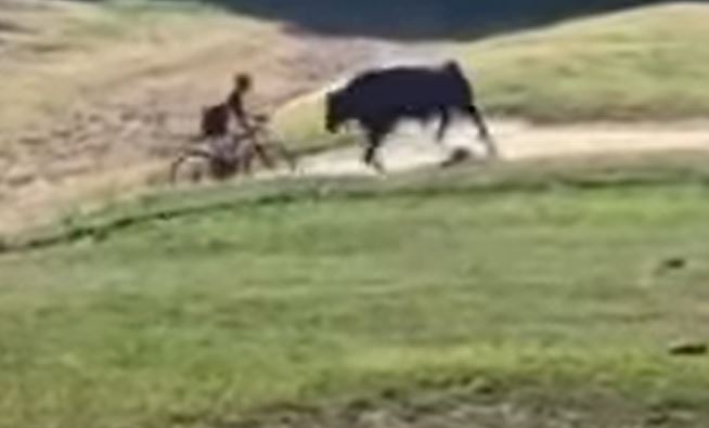 NEVJEROVATNE SCENE Divlji bik brutalno napao i povrijedio biciklistu (UZNEMIRUJUĆI VIDEO)