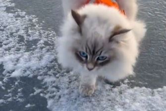 Postala zvijezda interneta: Mačka stala na led, pa uživala (VIDEO)
