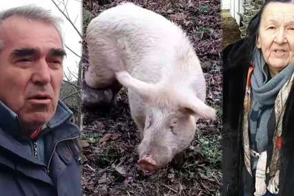 Svinja drži cijelo selo u strahu: Vlasnik preminuo, a nesrećna životinja mjesecima NAPADA LJUDE I UPADA U DVORIŠTA