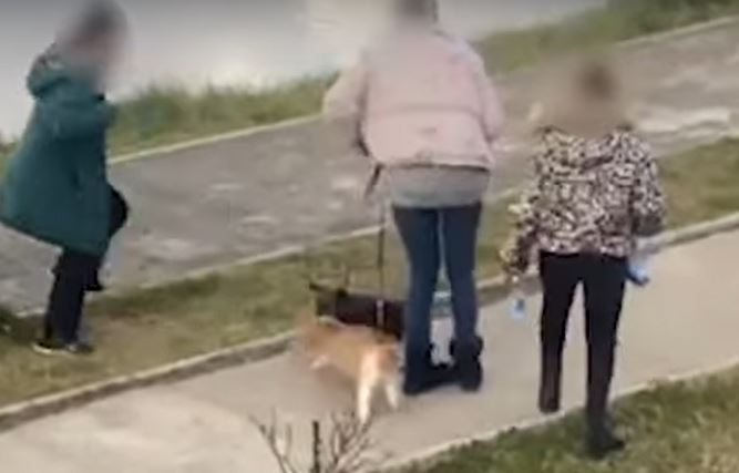 Hit video iz Trebinja nasmijao mnoge: Pas napao mačku, vlasnica sve učinila da je spasi (VIDEO)