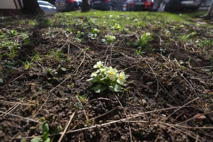 Uspijevaju na terasama, ali i u baštama: Pravo je vrijeme za ovo proljećno cvijeće (FOTO)