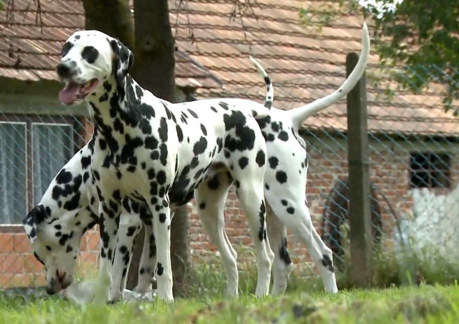 Dalmatinac u LAKTAŠIMA UGRIZAO DIJETE: Vlasnik psa uhapšen, PRIJETI MU ZATVOR