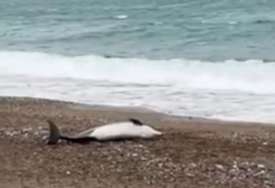 PRIZOR KOJI SLAMA SRCE Majka delfin se ne odvaja od uginulog mladunčeta već danima