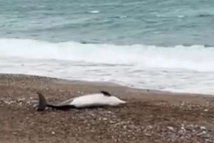 TUŽAN PRIZOR Na plaži u Bečićima pronađen uginuli delfin (VIDEO)