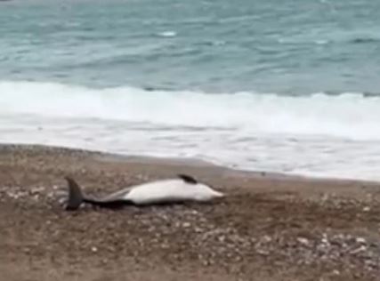TUŽAN PRIZOR Na plaži u Bečićima pronađen uginuli delfin (VIDEO)