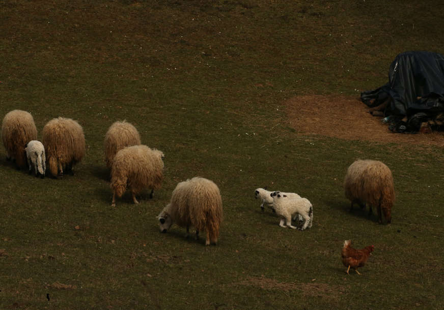 Ko sve može da ih kupi: UIO BiH hitno prodaje ovce
