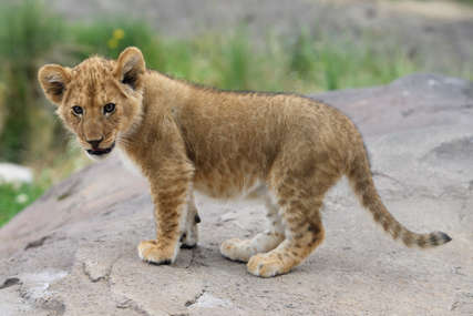 SIMBA POBRAO SIMPATIJE REGIONA Crna Gora mladunče lava šalje u Afriku