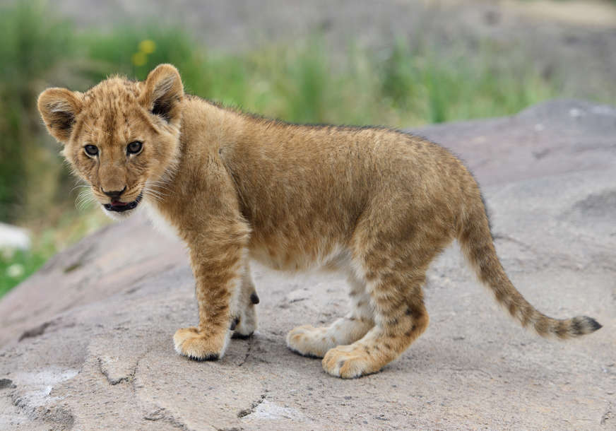 SIMBA POBRAO SIMPATIJE REGIONA Crna Gora mladunče lava šalje u Afriku