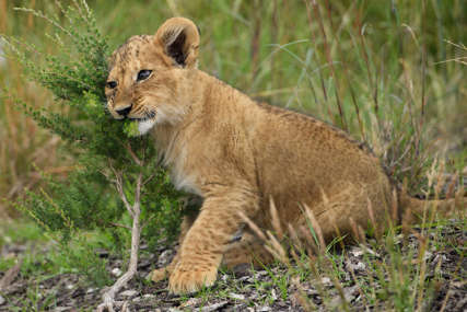 SIMBA PUTUJE KUĆI Mladunče lava se iz Crne Gore vraća u prirodno stanište