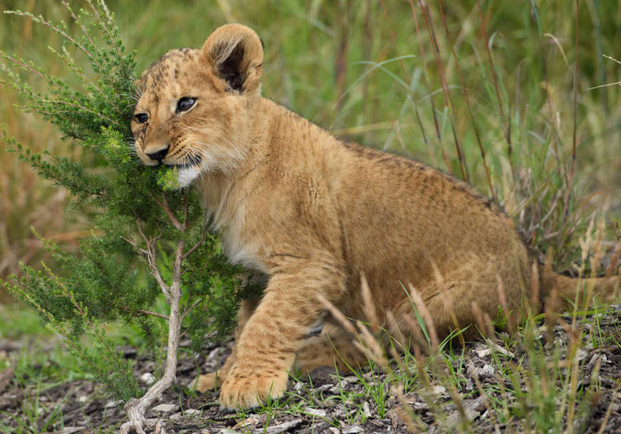SIMBA PUTUJE KUĆI Mladunče lava se iz Crne Gore vraća u prirodno stanište