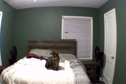 Prizor koji rastužuje: Mačak usamljeno luta po sobi tražeći vlasnike (VIDEO)