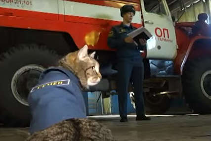 IMA ČAK I UNIFORMU Mačak Semjon živi u vatrogasnoj stanici, dodijeljen mu je važan zadatak (VIDEO)