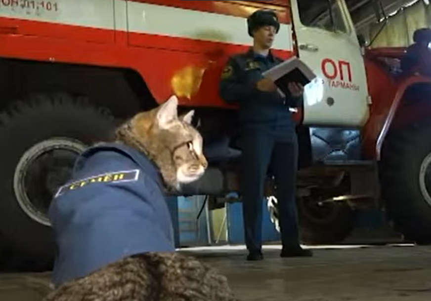 IMA ČAK I UNIFORMU Mačak Semjon živi u vatrogasnoj stanici, dodijeljen mu je važan zadatak (VIDEO)