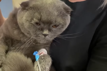 Mačak koji je imao sreće: Vlasnici ga slučajno OPRALI u mašini za veš (VIDEO)