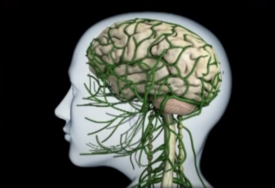 Šta je "zona neizvjesnosti": Naučnici u tajnom području mozga otkrili nešto iznenađujuće