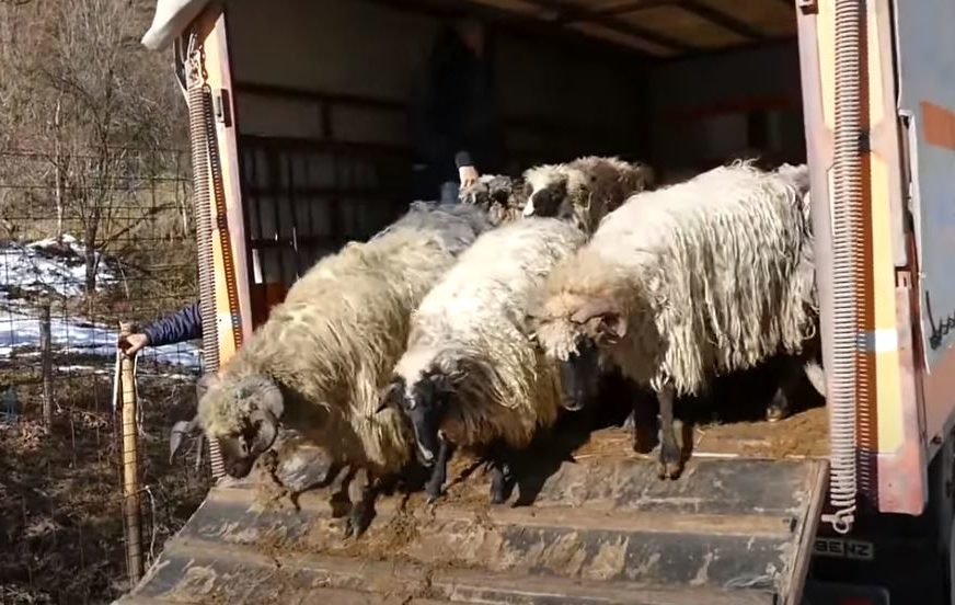 Plemeniti ljudi pružili ruku spasa: Ostao bez 50 ovaca, a oni su mu donirali 150 i vratili osmijeh na lice (VIDEO)